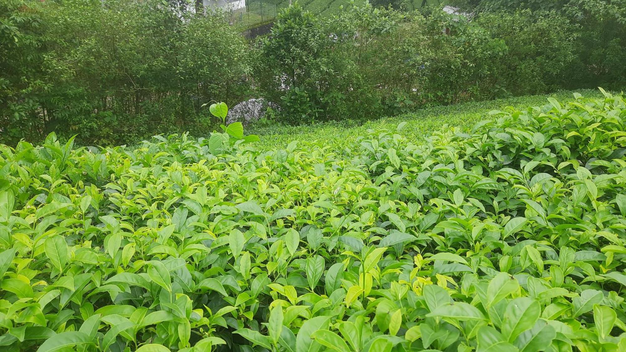 Paradise Meadows Vagamon Exterior photo
